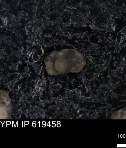 undet. Foraminiferida