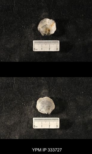 Athyris sp.