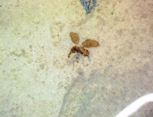 undet. Coleoptera