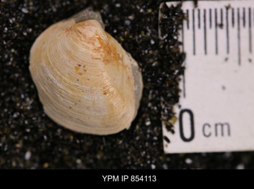Limopsis striatopunctatus