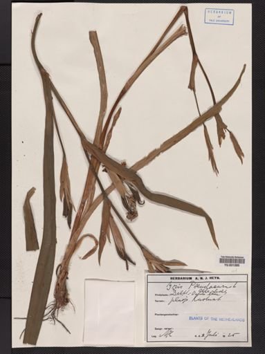 Iris pseudacorus
