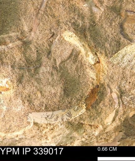 undet. Bivalvia