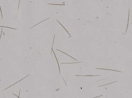 Gelliodes sp.