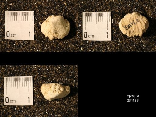 Wellerella osagensis