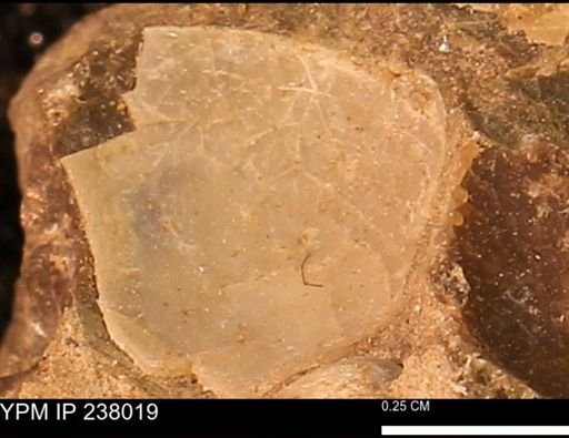 Protocardia subquadrata