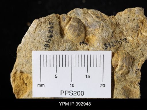 Scaphites sp.