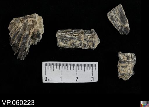 undet. Actinopterygii
