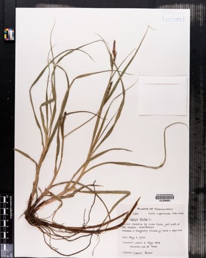 Carex hirta