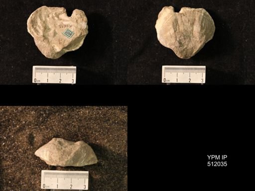 Pustula pustulosa