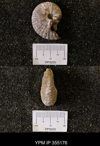 undet. Scaphitidae