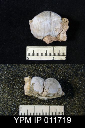 Marginifera opima