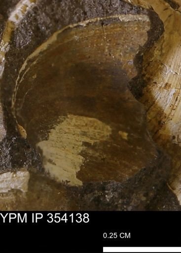 undet. Bivalvia