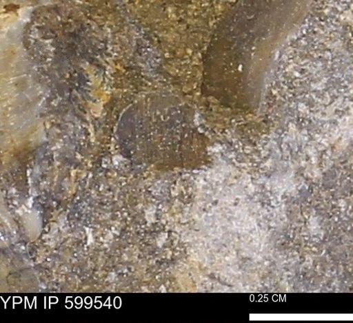 Protocardia subquadrata