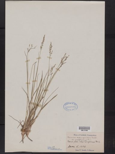 Panicum depauperatum