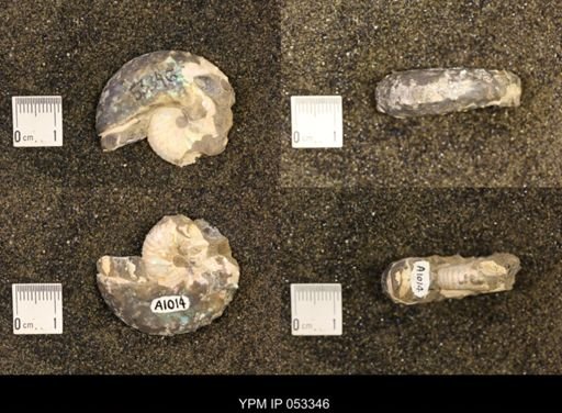 Discoscaphites conradi