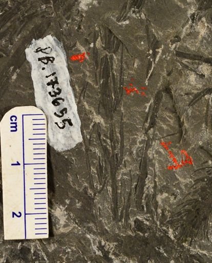 Asterophyllites sp.
