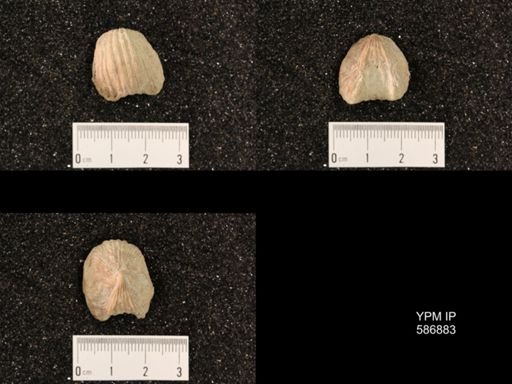 Rhynchotrema capax
