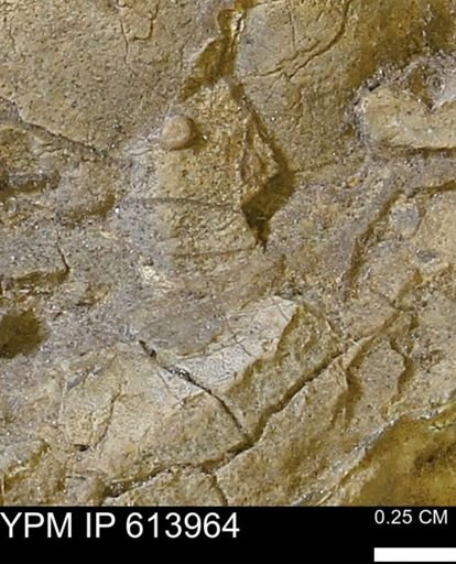 undet. Ammonoidea