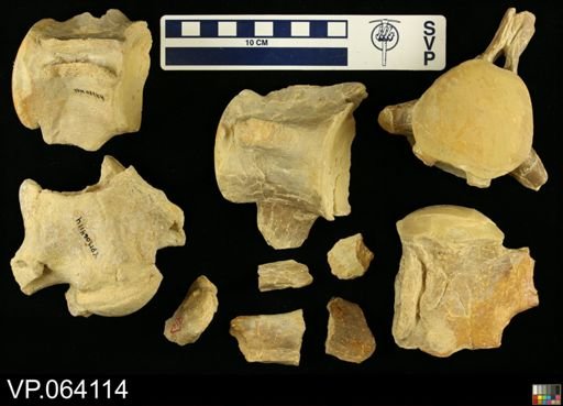 undet. Mosasauridae