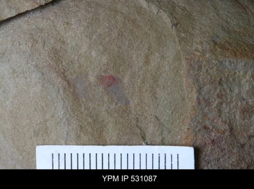Porifera?