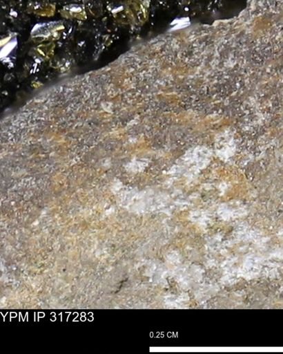 undet. Bivalvia