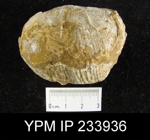 Dictyoclostus americanus