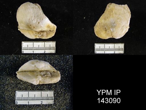 Derbya hemisphaerica