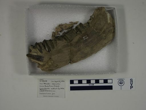 Nesodon imbricatus