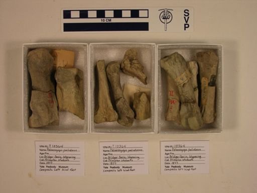Palaeosyops paludosus
