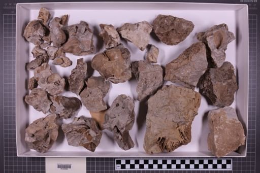 mixed taxa, stratigraphic collection