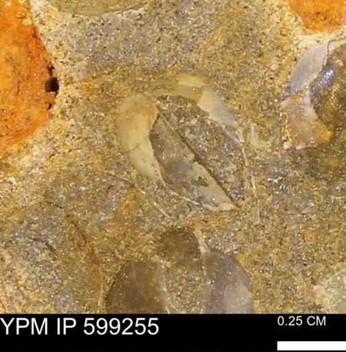 Protocardia subquadrata