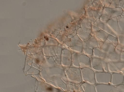 Callyspongia sp.