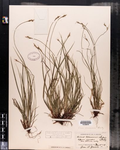 Carex communis