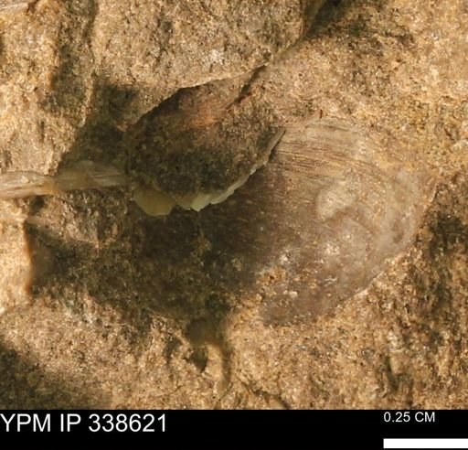 Protocardia subquadrata
