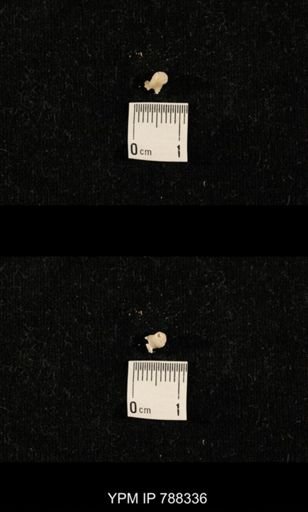 taxon undetermined