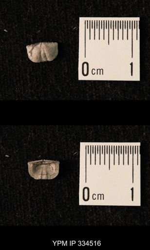 Mesolobus striatus