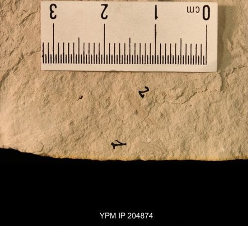 Promartynovia sp.