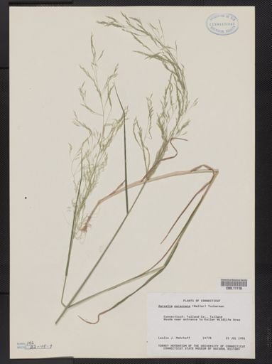 Agrostis perennans