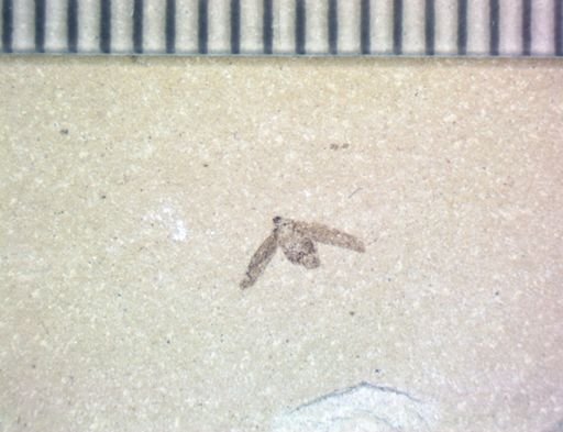 undet. Hemiptera