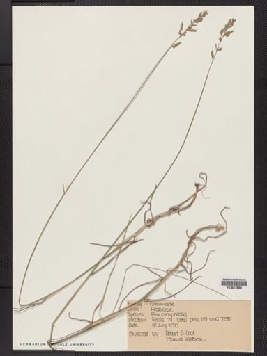 Poa compressa