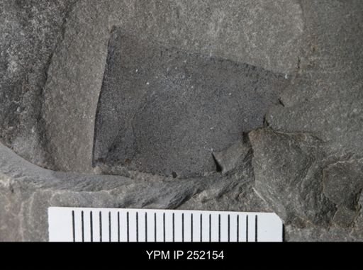 undet. Eurypterida
