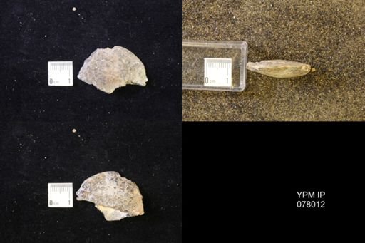 undet. Sphenodiscidae