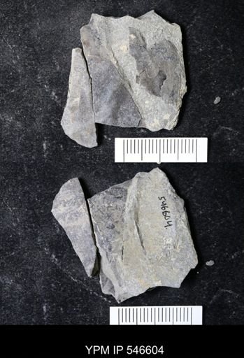 undet. Eurypterida
