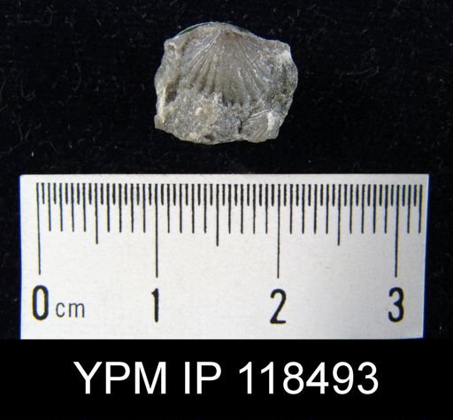 Rhynchospira salteri