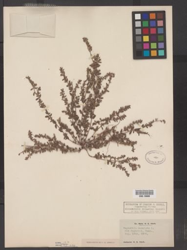 Euphorbia maculata