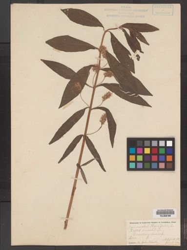 Plantae