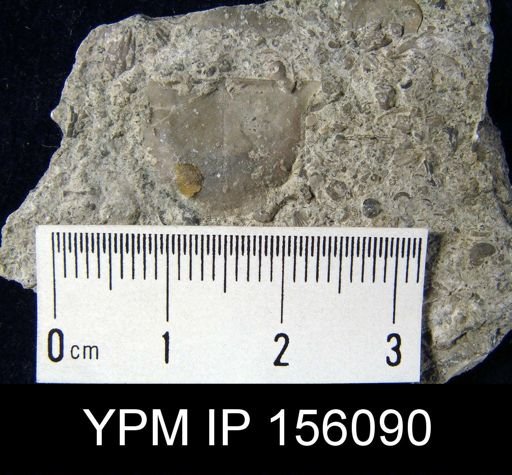 Brachyprion leda