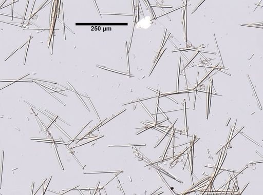 Lissodendoryx isodictyalis