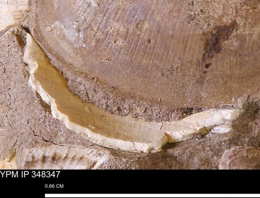 undet. Bivalvia