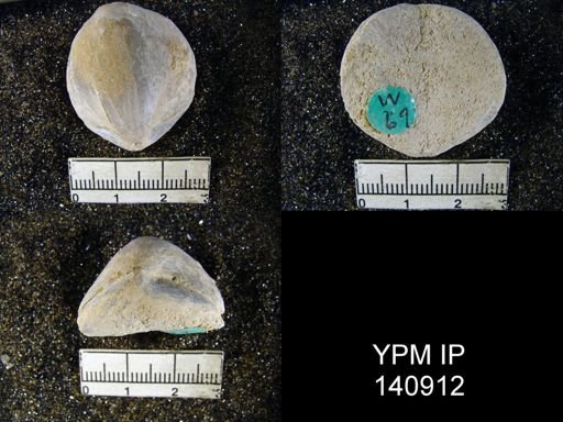 Spirigerella derbyi